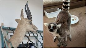 הלמור והפוחלץ, צילום: דוברות המשטרה