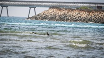 כריש בים חדרה, צילום: אריה לייב אברמס/פלאש 90