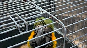 החזרת התוכים לבעליהם, צילום: דוברות המשטרה