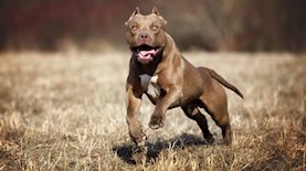 כלב פיטבול, צילום: אילוסטרציה shutterstock