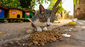 חתול, צילום: shutterstock
