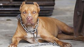 פיטבול-אילוסטרציה, צילום: shutterstock