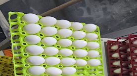 ביצים, צילום: משרד החקלאות ובטחון המזון