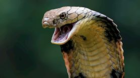 קוברה, צילום: Shutterstock