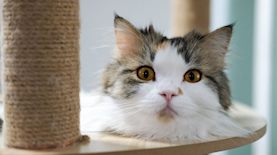 חתול ביתי, צילום: shutterstock