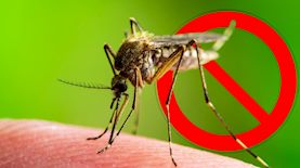 יתושים, צילום: shutterstock