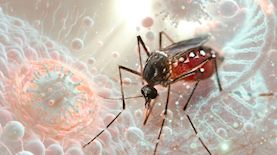 קדחת הנילוס, צילום: shutterstock