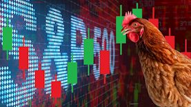 תרנגולת משקיעה בבורסה, צילום: shutterstock