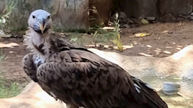 אוזי, זכר עזניית הנגב צעיר, צילום: רחלי בן עזרא