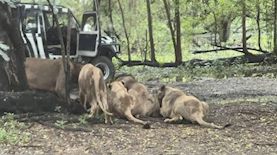 אריות טורפים מטפל, צילום: טוויטר @BangkokPostNews