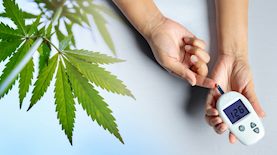 סכרת וקנאביס, צילום: shutterstock