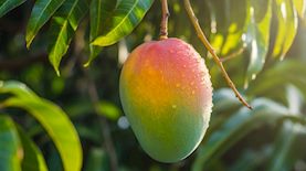 מנגו, צילום: shutterstock