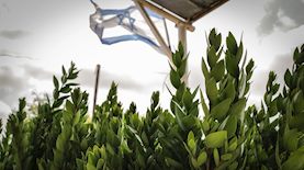 חג סוכות, צילום: פלאש 90/ מיכאל גלעדי