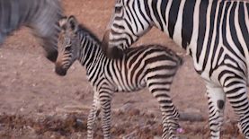 הזברה שנולדה, צילום: דוברות ספארי