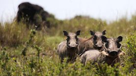חזיר, צילום: פלאש 90