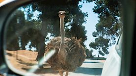 יען-אילוסטרציה, צילום: shutterstock