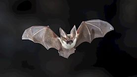 עטלף, צילום: שאטרסטוק