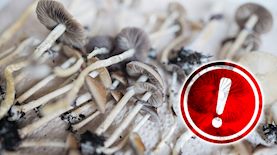 פטריות הזיה, צילום: shutterstock