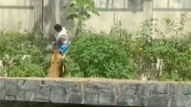 אריה טורף בנאדם, צילום: טוויטר @@surajit_ghosh2