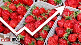 תותים- ice בדק ומצא, צילום: shutterstock