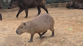 זכר קפיברה בגן החיות מחכה לבת זוגו, צילום: רות כהן