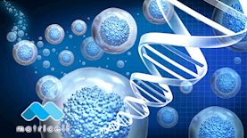 מטריסלף, צילום: shutterstock