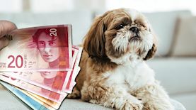 כלב-אילוסטרציה, צילום: shutterstock