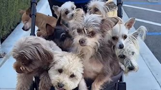 חבורת כלבים נכים, צילום: מתוך עמוד האינסטגרם theunstoppabledogs