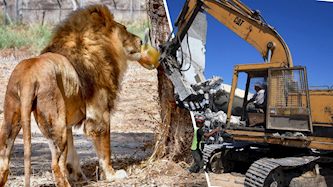 בנייה בספארי ברמת גן, צילום: פלאש 90 - אבשלום ששוני / וואסים נאסר