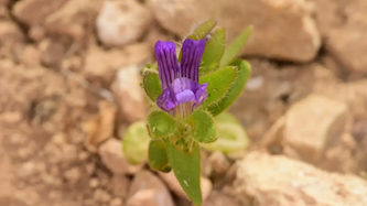 צמח נדיר - פומה פרסית, צילום: רשות הטבע והגנים, שקד בוחבוט