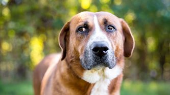 כלב, צילום: shutterstock