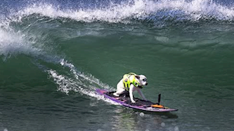 הכלבה אלופת העולם בגלישה "שוגר", צילום: מתוך אינסטגרם: sugarthesurfingdog@