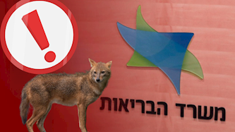 משרד הבריאות מזהיר תן נגוע בכלבת, צילום: shutterstock