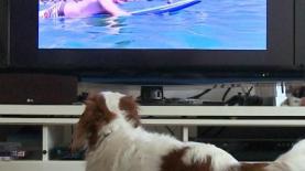 yes תעלה את ערוץ DOGTV (יח"צ), צילום: יח"צ